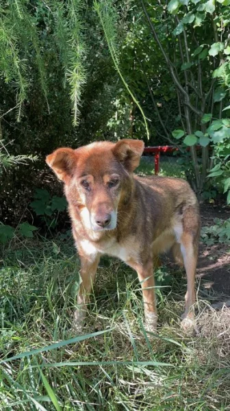 Hledáme novou rodinu pro Freyu