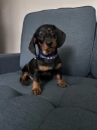 Kvalitní štěňata jezevčíka pro dobrý domov