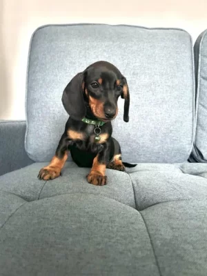 Kvalitní štěňata jezevčíka pro dobrý domov