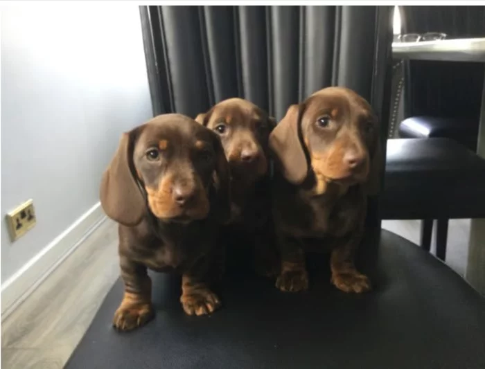 Jezevčík trpasličí hladkosrstý