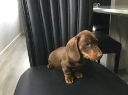 Jezevčík trpasličí hladkosrstý