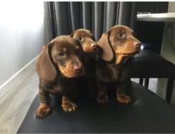 Jezevčík trpasličí hladkosrstý