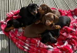 Jezevčík trpasličí hladkosrstý