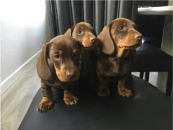 Jezevčík trpasličí hladkosrstý