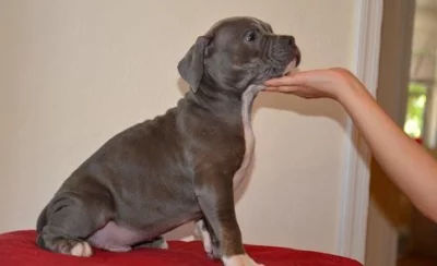 Krásná štěňata amerického pitbulteriéra pro dobrou maminku