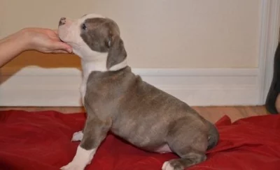 Krásná štěňata amerického pitbulteriéra pro dobrou rodinu