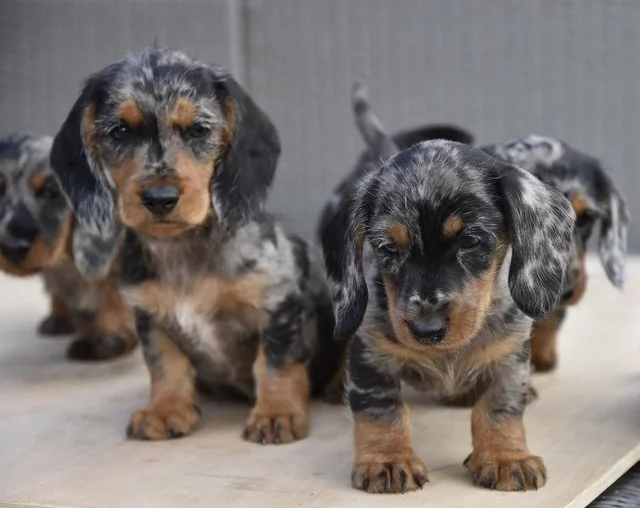 Rozkošná štěňata jezevčíka pro dobrou rodinu