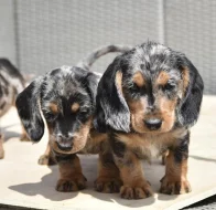 Rozkošná štěňata jezevčíka pro dobrou rodinu