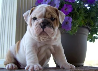 Rozkošná štěňata anglického buldoka do dobrého domova