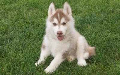 Rozkošná štěňata sibiřského huskyho do dobrého domova