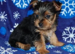 Rozkošná štěňata jorkšírského teriéra pro dobrou rodinu
