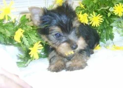 Rozkošná štěňata jorkšírského teriéra pro dobrou rodinu