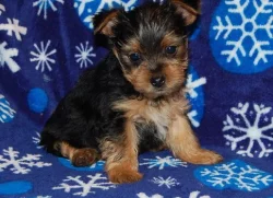 Rozkošná štěňata jorkšírského teriéra do dobrého domova