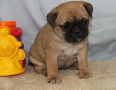 Přátelská štěňata mopse pro dobrý domov