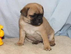 Přátelská štěňata mopse pro dobrý domov