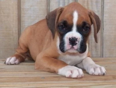 Roztomilá štěňátka boxerů do dobrého domova