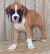 Roztomilá štěňátka boxerů do dobrého domova