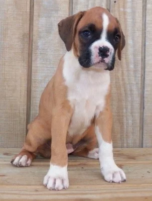 Roztomilá štěňátka boxerů pro dobrou rodinu