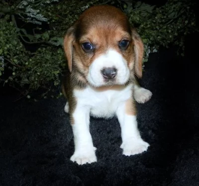 Přátelská štěňata bígla pro dobrou rodinu