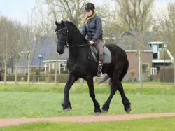 Fríský valach k adopci do milující a starostlivé rodiny