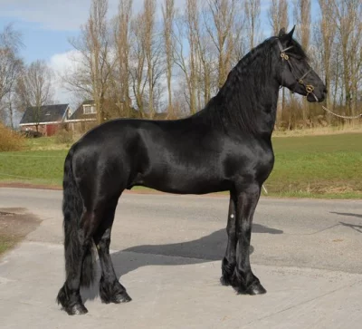 Fríský valach k adopci do milující a starostlivé rodiny