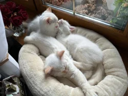 Ragdoll kocour bez PP