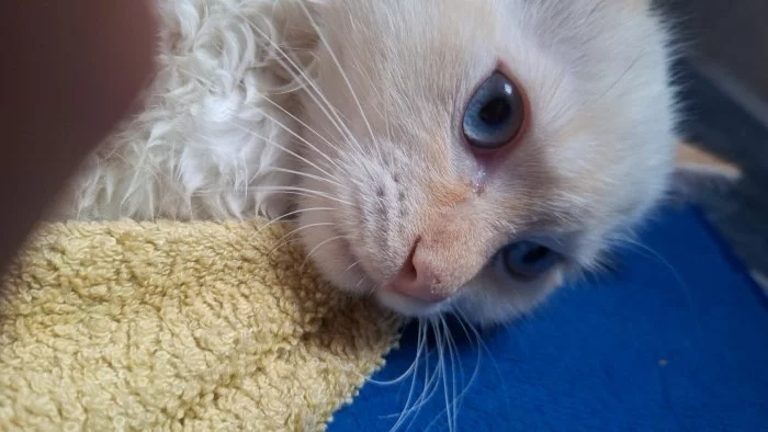 Ragdoll kocour bez PP