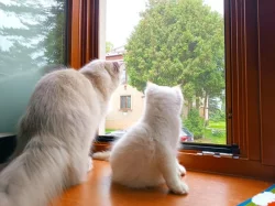 Ragdoll kocour bez PP