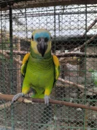 Pár Amazoňanu modrocelych nejdou k sobě mluví polokrotci