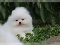 Německý špic trpasličí štěňata