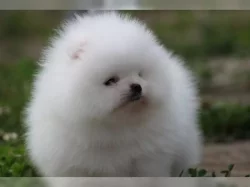 Německý špic trpasličí štěňata