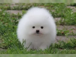 Německý špic trpasličí štěňata