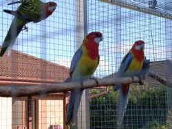 Prodám - rosela pestrá nádherná (goldmantel)