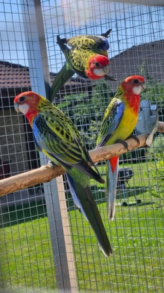 Prodám - rosela pestrá nádherná (goldmantel)