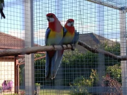 Prodám - rosela pestrá nádherná (goldmantel)