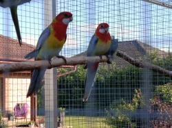 Prodám - rosela pestrá nádherná (goldmantel)