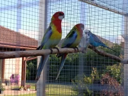 Prodám - rosela pestrá nádherná (goldmantel)