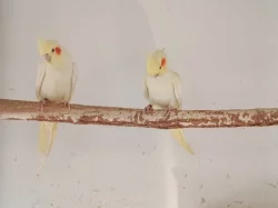 Prodám nebo vyměním samici žluté korely z 2024