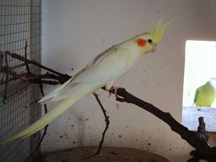 Prodám nebo vyměním samici žluté korely z 2024