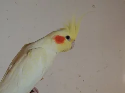 Prodám nebo vyměním samici žluté korely z 2024