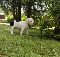 Štěňátko s PP americký stafordšírský teriér