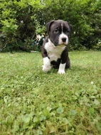 Štěňátko s PP americký stafordšírský teriér