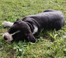 Štěňátko s PP americký stafordšírský teriér