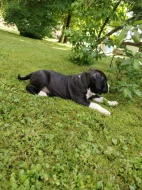 Štěňátko s PP americký stafordšírský teriér