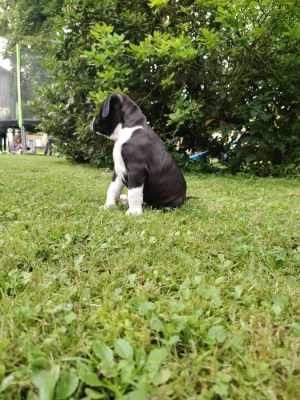 Štěňátko s PP americký stafordšírský teriér