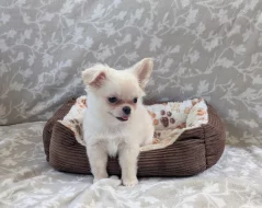 Čivava dlouhosrstá s PP