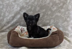 Čivava dlouhosrstá s PP