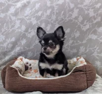 Čivava dlouhosrstá s PP