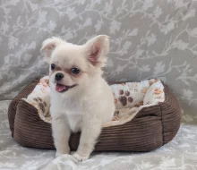 Čivava dlouhosrstá s PP