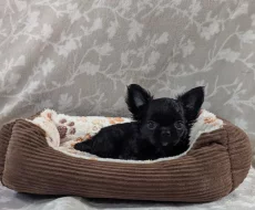 Čivava dlouhosrstá s PP